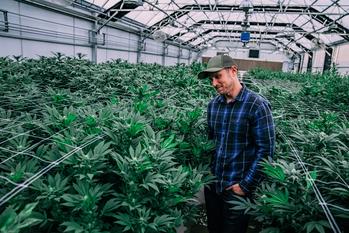 This Ultra-High-Yield Dividend Stock Could Skyrocket 76%, According to Wall Street: https://g.foolcdn.com/editorial/images/717433/cannabis-man-in-greenhouse.jpg