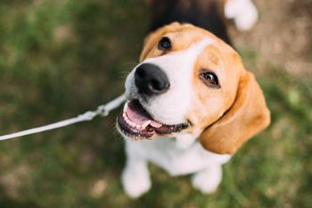 Why Freshpet Stock Was Falling Today: https://g.foolcdn.com/editorial/images/695267/dogs-pets-english-beagle.jpg