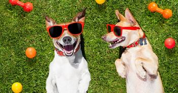3 Hot Pet Stocks That Are No Longer Wall Street Dogs: https://g.foolcdn.com/editorial/images/742577/gettydogssmiling.jpeg