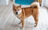 Why Dogecoin Is Slumping Today: https://g.foolcdn.com/editorial/images/723579/shiba-inu.jpg