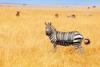 A Backlog of Different Stripes: Zebra's Hidden Potential: https://g.foolcdn.com/editorial/images/730769/zebra-with-barcode.jpg