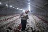 Why Darling Ingredients Stock Was Climbing Today: https://g.foolcdn.com/editorial/images/731966/farmer-inspecting-chickens-in-a-poultry-farm.jpg