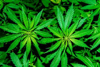 Why Aurora Cannabis Stock Dropped 12% Today: https://g.foolcdn.com/editorial/images/770582/marijuana-plants.jpg