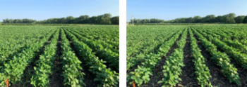 Bee Vectoring Technologies Announces a Second Year of Successful Seed Treatment Trial Results : https://www.irw-press.at/prcom/images/messages/2023/69561/BeeVectoring_070323_PRCOM.001.png