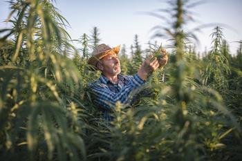 Tilray's Stock Just Crashed 21%. Here's Why It's a Better Buy Than Before.: https://g.foolcdn.com/editorial/images/734777/cannabis-farmer-inspects-crops-in-field.jpg