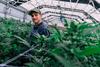 Tilray Just Made a Big Beer Move -- Here's What Investors Need to Know: https://g.foolcdn.com/editorial/images/743562/cannabis-farmer-in-greenhouse.jpg