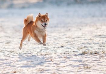 1 Cryptocurrency to Avoid No Matter What: https://g.foolcdn.com/editorial/images/751110/shiba-inu-sand.jpg