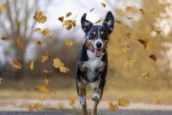 Should Investors Buy Chewy Stock Right Now?: https://g.foolcdn.com/editorial/images/789356/gettyimages-1280392364.jpg