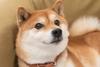 Why Investing in Dogecoin Suddenly Got a Lot More Interesting: https://g.foolcdn.com/editorial/images/697244/shiba-inu-dog-doge-dogecoin.jpeg