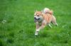 Can Dogecoin Reach $1?: https://g.foolcdn.com/editorial/images/767338/shiba-inu-dog-running.jpg