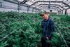 Should You Buy Pot Stocks After Biden's Big Marijuana Moves?: https://g.foolcdn.com/editorial/images/703980/cannabis-man-in-greenhouse.jpg