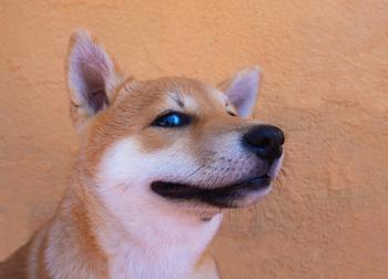 Cryptocurrencies Are Soaring: Will 2024 Be the Year That Shiba Inu Hits $1?: https://g.foolcdn.com/editorial/images/759263/a-shiba-inu-dog.jpg