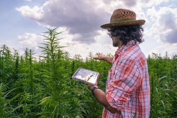 This Is What a Top Cannabis Executive Thinks Is Going to Happen in the Industry in the Next 10 to 15 Years: https://g.foolcdn.com/editorial/images/782117/a-farmer-holding-a-tablet-in-a-hemp-field.jpg