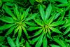 Why Aurora Cannabis, Canopy Growth, and Tilray Stocks Glowed Green on Friday: https://g.foolcdn.com/editorial/images/709053/marijuana-plants.jpg