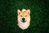 The Crypto Market Is Down, but Shiba Inu Is Surging Today: https://g.foolcdn.com/editorial/images/723878/shiba-inu-mar-8.jpg