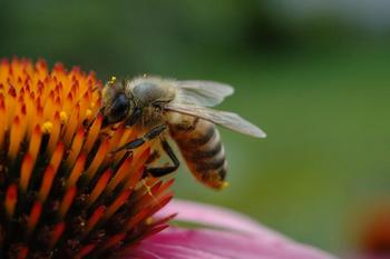 Value of Manuka Honey Plummets: https://g.foolcdn.com/editorial/images/718840/featured-daily-upside-image.jpeg