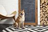 Shiba Inu Is Crushing Bitcoin in 2024, but Can It Reach $1?: https://g.foolcdn.com/editorial/images/773854/a-shiba-inu-dog-sitting-in-front-of-a-blank-chalk-board.jpg