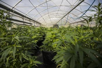 The Biden Administration's Latest Move Makes This Cannabis Stock a Buy: https://g.foolcdn.com/editorial/images/778695/indoor-marijuana-farm-greenhouse-cannabis-weed.jpg