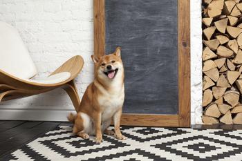 Here's How Long It Will Take Shiba Inu to Reach $1 -- Spoiler: It Won't Happen in 2023: https://g.foolcdn.com/editorial/images/715805/a-shiba-inu-dog-sitting-in-front-of-a-blank-chalk-board.jpg