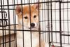 Shiba Inu Has Soared 44% to Start 2023, but This Single Issue Could Stop the Rally: https://g.foolcdn.com/editorial/images/717513/a-sad-shiba-inu-puppy-sitting-inside-a-cage.jpg