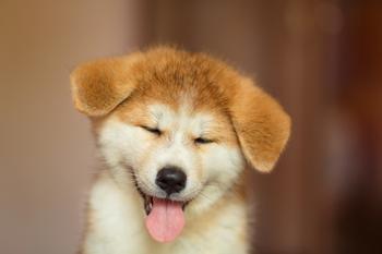 Why Dogecoin, Floki Inu, and Bonk Are Surging Today: https://g.foolcdn.com/editorial/images/770759/shiba-inu22.jpg