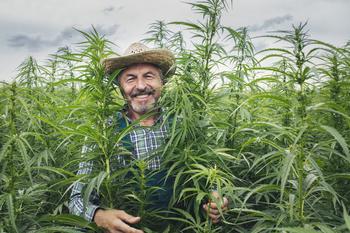 What Is the Nasdaq's Best Cannabis Stock?: https://g.foolcdn.com/editorial/images/747176/farmer-smiling-in-a-hemp-field.jpg