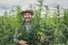 What Is the Nasdaq's Best Cannabis Stock?: https://g.foolcdn.com/editorial/images/747176/farmer-smiling-in-a-hemp-field.jpg