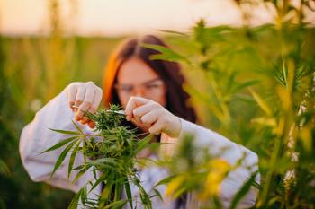 Is Tilray Stock a Buy Now?: https://g.foolcdn.com/editorial/images/716114/marijuana-field-plant-scientist-trimming-bugs.jpg