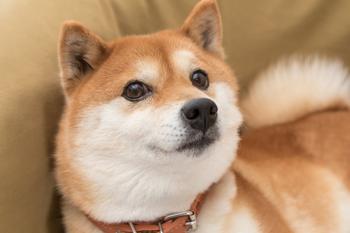 1 Top Cryptocurrency to Buy Before It Soars 150%, According to a Popular Analyst: https://g.foolcdn.com/editorial/images/779691/shiba-inu-dog-doge-dogecoin.jpeg