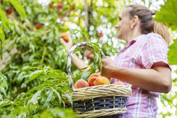 Why Rivian Stock Raced Higher Today: https://g.foolcdn.com/editorial/images/740227/a-farmer-picks-peaches-from-a-tree-and-puts-them-in-a-basket.jpg