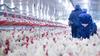 Is Tyson Foods a Top Dividend Stock?: https://g.foolcdn.com/editorial/images/735555/live-chicken-for-meat-and-egg-production-inside-factory-farm.jpg