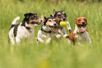 Why the Dogs of the Dow Were a Big Disappointment in 2023: https://g.foolcdn.com/editorial/images/759691/dogs-7-gettyimages-962993790.jpg