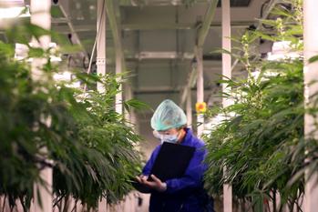 Could This Passive Income Stock Be In Big Trouble?: https://g.foolcdn.com/editorial/images/695571/22_01_13-a-person-inside-an-industrial-marijuana-grow-house-writing-in-a-notebook-_gettyimages-1322979060.jpg