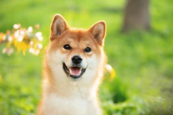 Can Shiba Inu Reach $0.10?: https://g.foolcdn.com/editorial/images/777404/a-happy-shiba-inu-dog-standing-in-a-garden.jpg