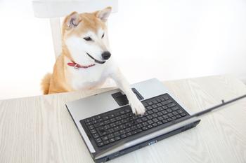 Is It Time to Sell Shiba Inu?: https://g.foolcdn.com/editorial/images/733306/shiba-inu-dog-using-a-pc.jpg