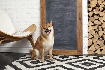 Can Shiba Inu Reach $0.10?: https://g.foolcdn.com/editorial/images/781058/a-shiba-inu-dog-sitting-in-front-of-a-blank-chalk-board.jpg
