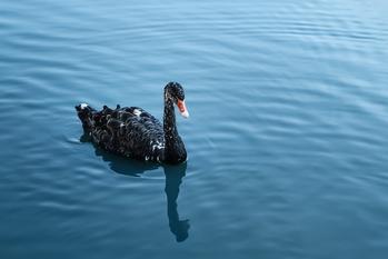 Here's What the CrowdStrike Outage Can Teach Investors About Black Swan Events: https://g.foolcdn.com/editorial/images/784499/gettyimages-1384921924.jpg