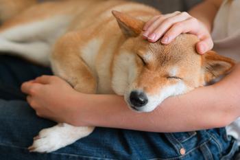 You Should Buy This Cryptocurrency Only If You're Willing to Risk It All: https://g.foolcdn.com/editorial/images/690989/floki_inu_shiba_dogecoin.jpg