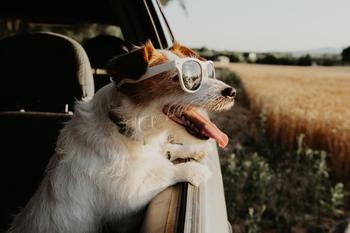 Chewy: Autoship Is the Gift That Keeps on Giving: https://g.foolcdn.com/editorial/images/749730/23_10_02-a-dog-with-sunglasses-on-sticking-its-head-out-a-car-window-_mf-dload.jpg