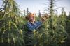 Should Cannabis Investors Be Starting to Sweat?: https://g.foolcdn.com/editorial/images/718150/cannabis-farmer-inspects-crops-in-field.jpg