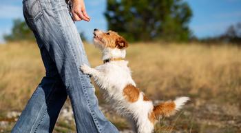 Why Chewy Fell to a 52-Week Low Today: https://g.foolcdn.com/editorial/images/747856/dog-getting-treat-from-owner.jpg