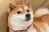 Is It Time to Sell Dogecoin?: https://g.foolcdn.com/editorial/images/731454/shiba-inu-dog-doge-dogecoin.jpeg