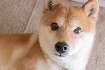 Should You Buy Any of These Cryptocurrencies While They Are Less Than $1?: https://g.foolcdn.com/editorial/images/780285/shiba-inu.jpg
