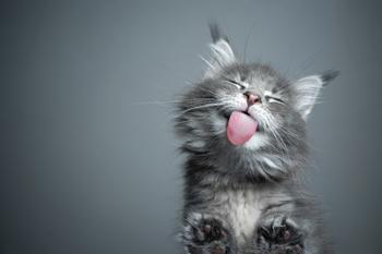Why Chewy Stock Topped the Market Today: https://g.foolcdn.com/editorial/images/783611/kitten-with-its-tongue-out-and-eyes-closed.jpg