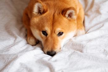 Why Shiba Inu Is Thumping the Broader Crypto Market Today: https://g.foolcdn.com/editorial/images/716991/shiba-inu-dogecoin.jpg