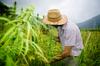 Why Green Thumb's Rise Could Carry Through 2023: https://g.foolcdn.com/editorial/images/705418/farming-marijuana-cannabis-medicinal-harvest.jpg