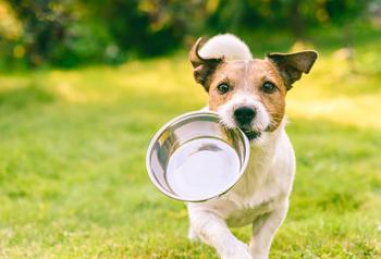 Why Chewy Rallied Today: https://g.foolcdn.com/editorial/images/745903/a-dog-carries-a-bowl.jpg