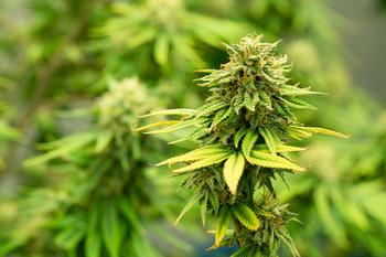 Better Growth Stock: Aurora Cannabis or Tilray Brands?: https://g.foolcdn.com/editorial/images/781524/blooming-cannabis.jpg
