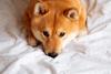 589 Trillion Reasons Shiba Inu Won't Reach $1 (for Now): https://g.foolcdn.com/editorial/images/698795/a-sad-shiba-inu-dog-laying-on-a-bed.jpg