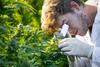 Aurora Cannabis Just Made an Unusual Move -- but Is It a Buy?: https://g.foolcdn.com/editorial/images/698370/cannabis-worker-examines-cannabis-plant-with-scope.jpg